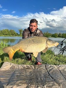 Common Carp — Le_ You