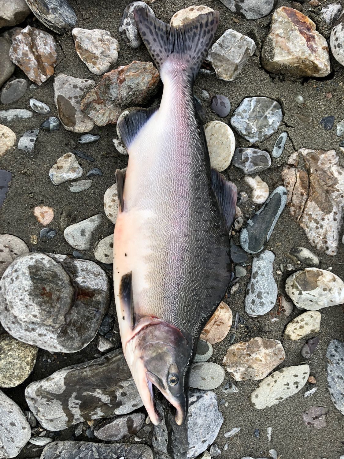 KUFA Sports IM8 Salmon Steelhead Chinook Chum COHO Pink Sockeye