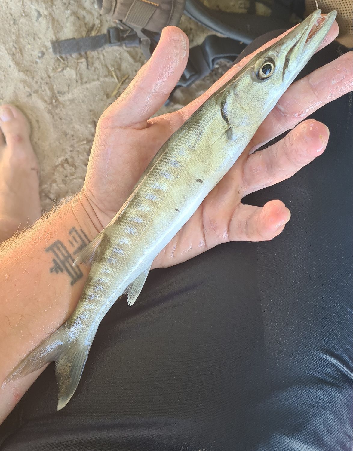 Last Obtuse Barracuda caught