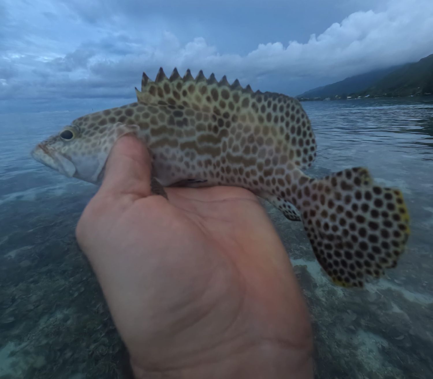 Species Card of Honeycomb Grouper