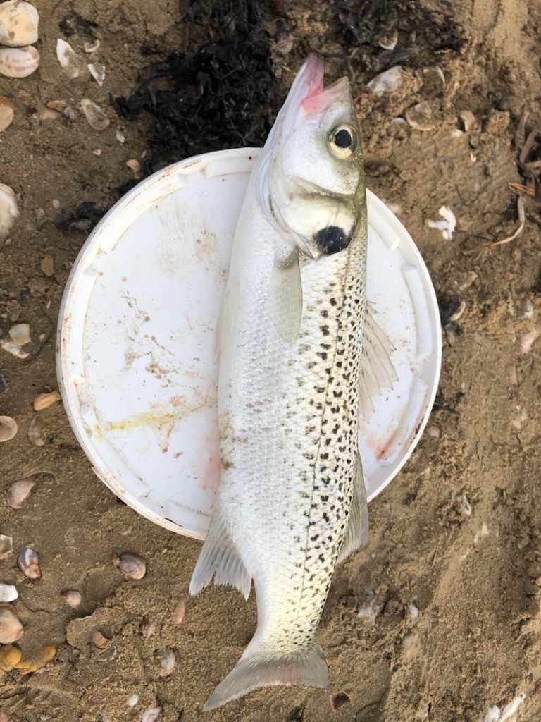 Last Spotted Seabass caught