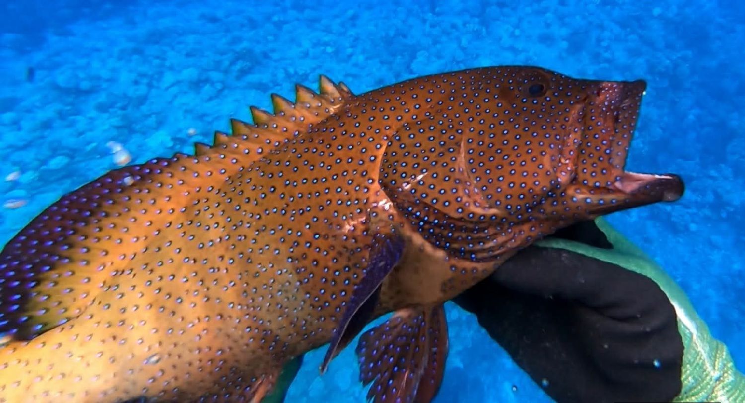 Last Peacock Grouper caught