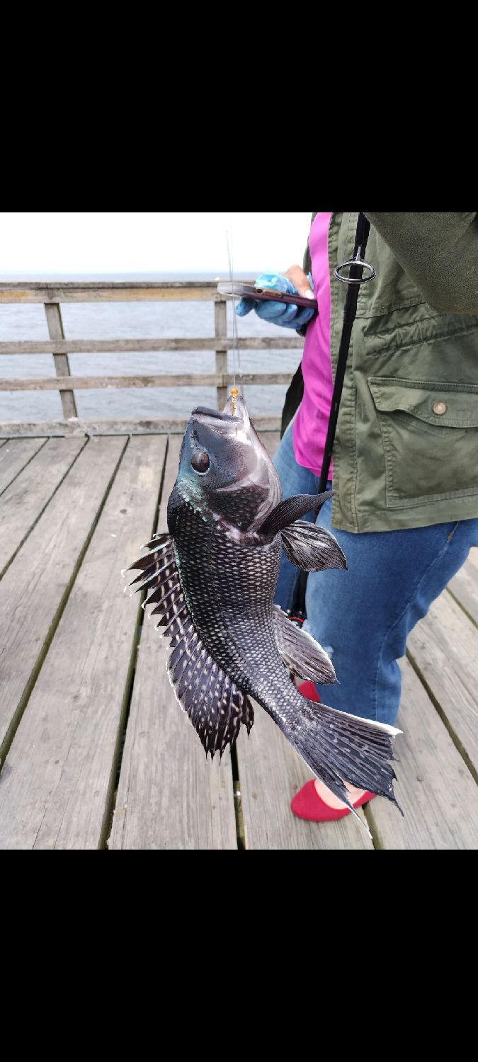 Last Black Sea Bass caught
