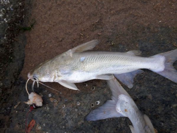 Species Card of Crucifix Sea Catfish, (Sciades Proops)