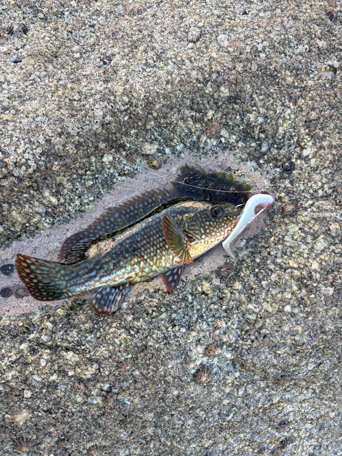 Last Ballan Wrasse caught