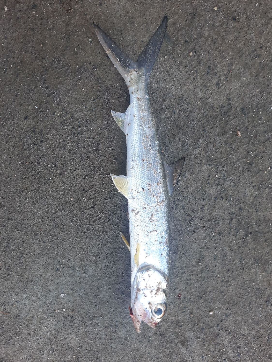 Big Fishes of the World: LADYFISH (Elops spp.)