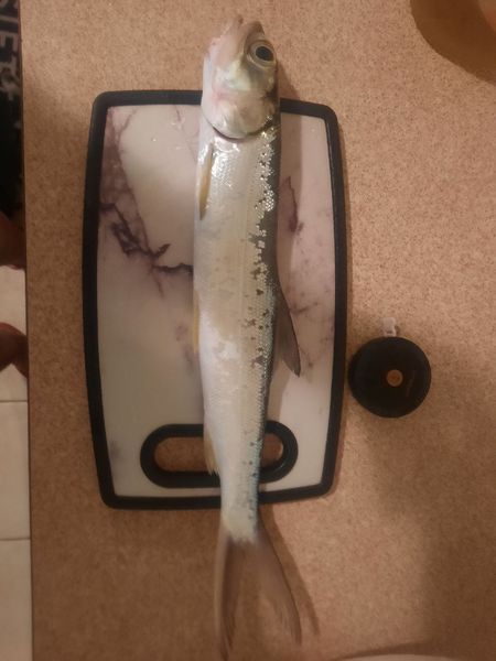 Best gear to fish Ladyfish, (Elops Spp.)