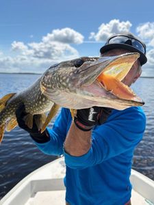 Northern Pike — Allab 33