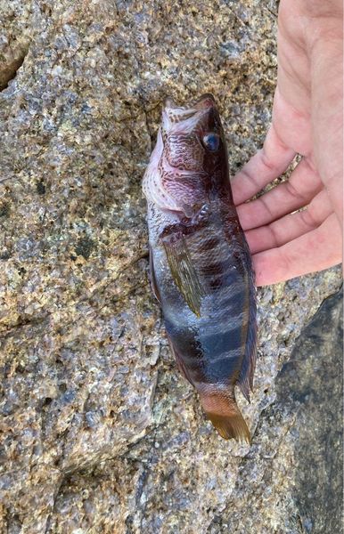 Sea Fish Serranus Scriba on a Fishing Thread Line Fished Above Sea Surface  Stock Image - Image of life, marine: 154893425