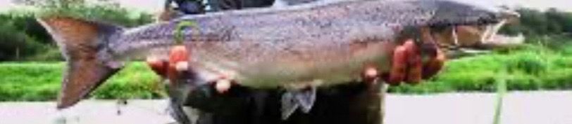 Last Kahawai (Australian Salmon) caught