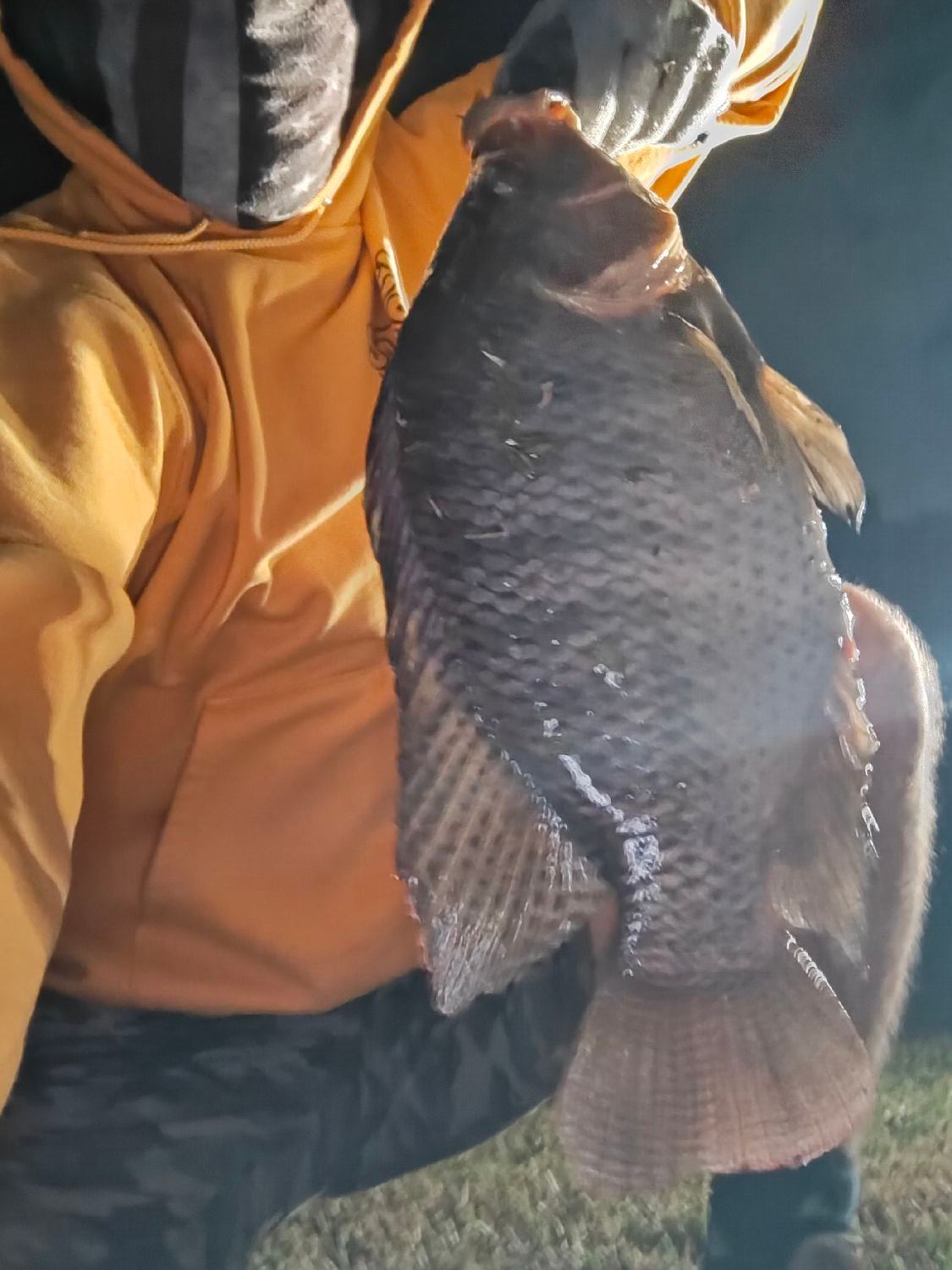 Species Card of Nile Tilapia