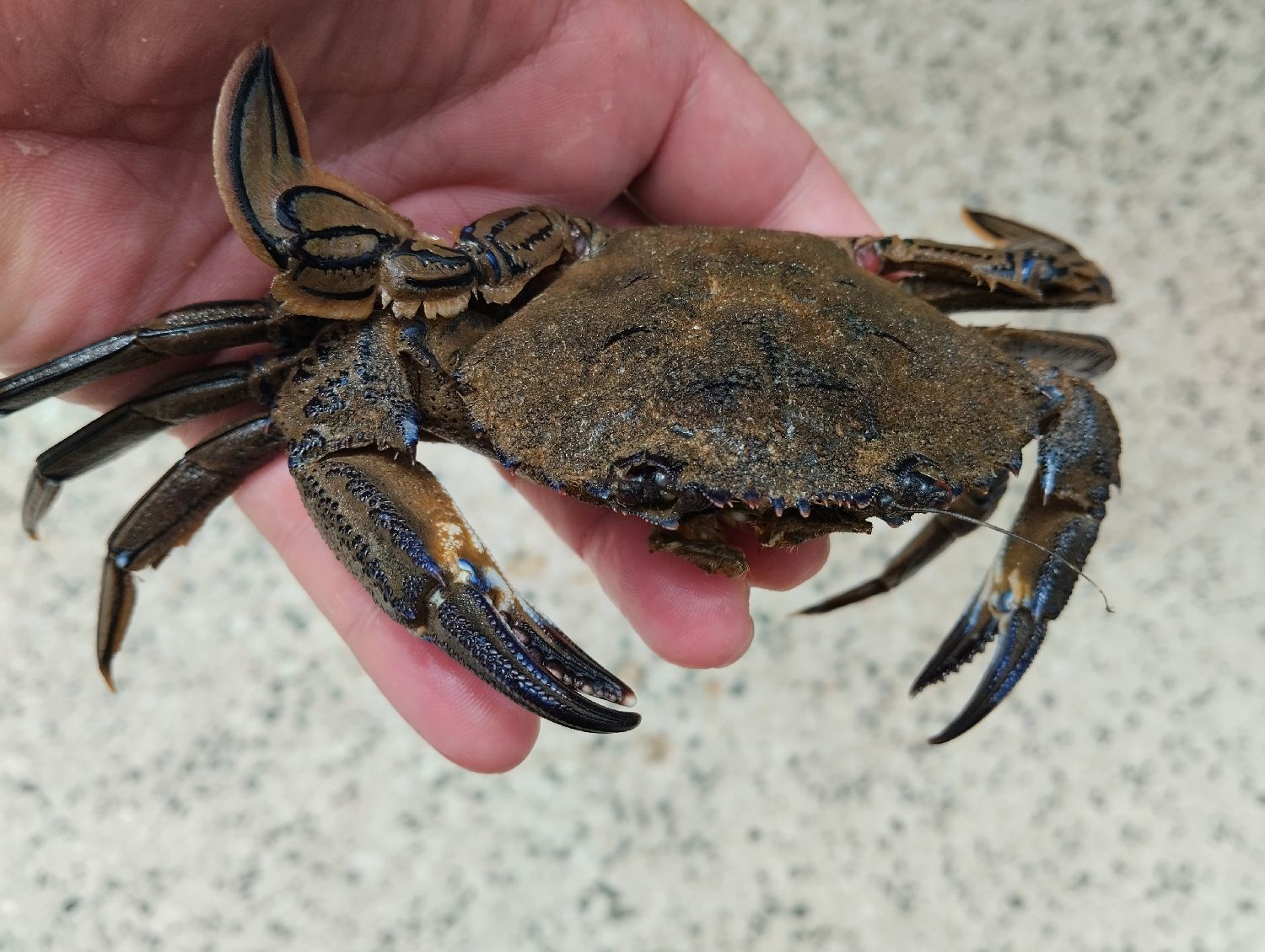 Last Velvet Swimming Crab caught