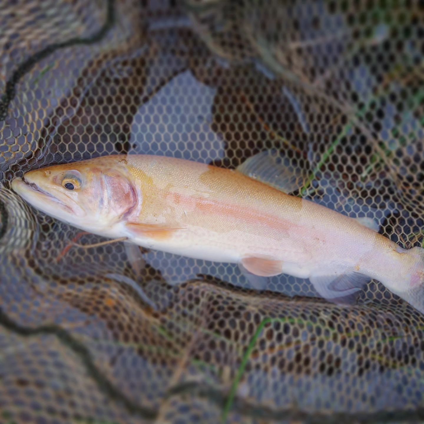 Species Card of Golden Trout, (Oncorhynchus Aguabonita)