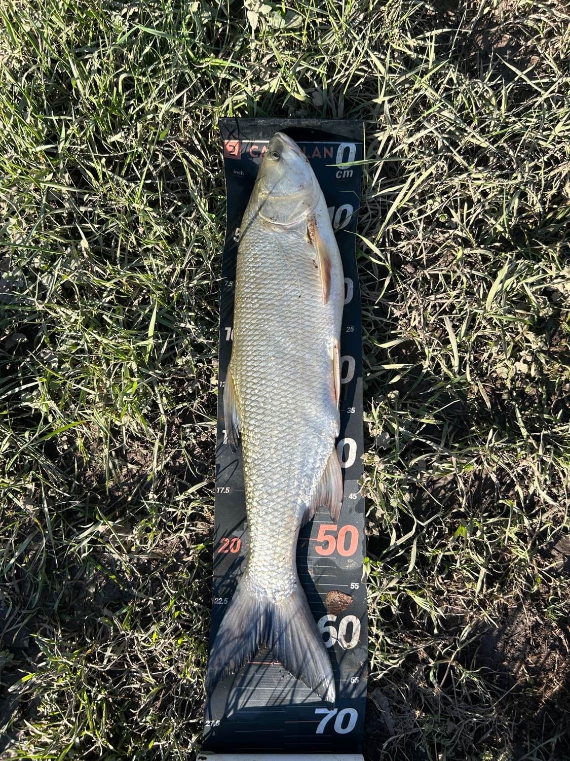 Best gear to fish Asp