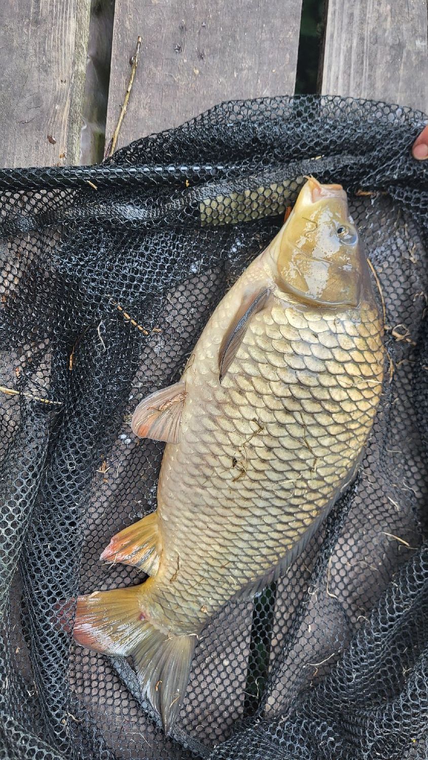 Boutique de pêche à la carpe en ligne