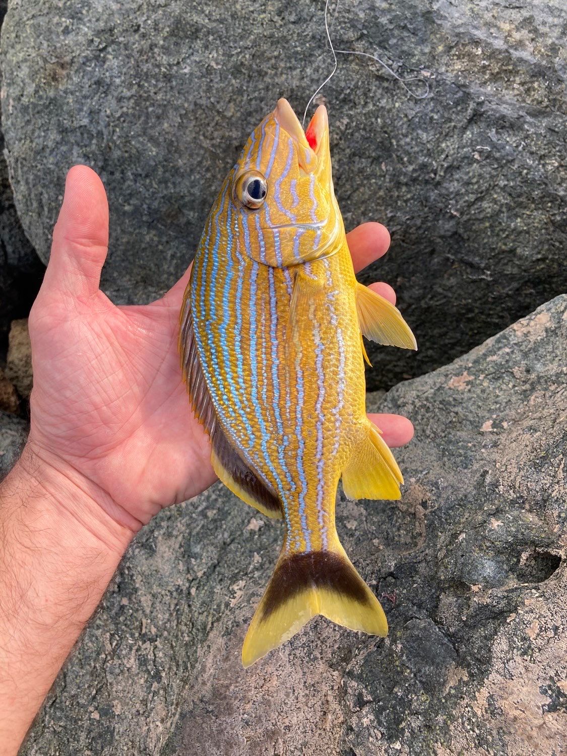 Last Bluestriped Grunt caught