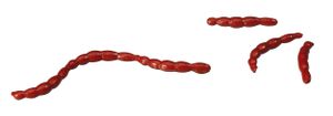 GULP! ALIVE BLOODWORM RED GULP! ALIVE BLOODWORM RED