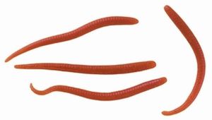 Berkley Fishing Gulp Earthworm Red