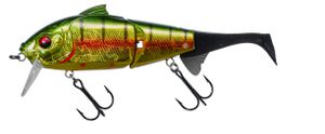 DOGORA WAKE 170 F GOLD PERCH DOGORA WAKE 170 F GOLD PERCH