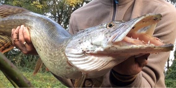 Pike No Kill