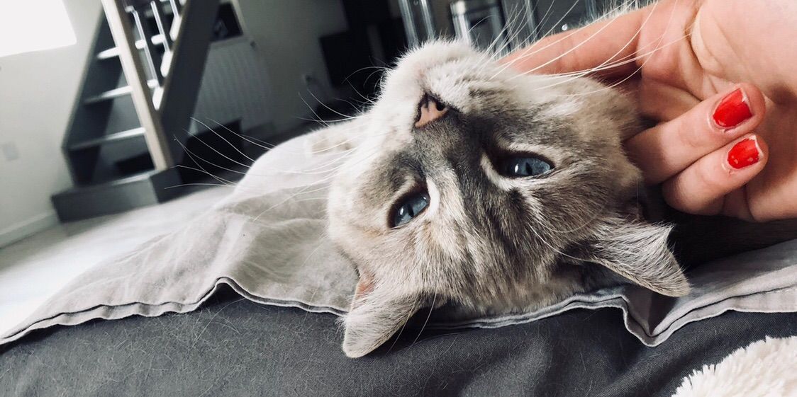 Marie Mimi 🐱