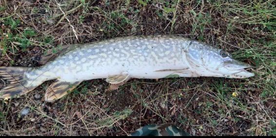 Nico Fish