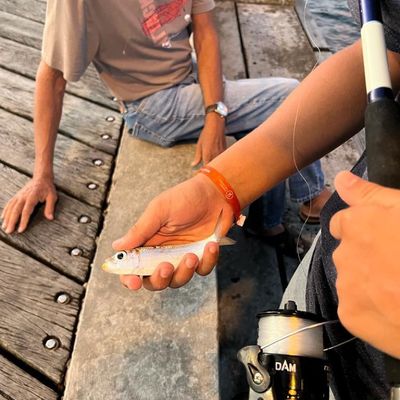 Le pecheur Martiniquais 🎣