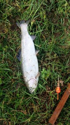 Raph 27 Fisher 3000