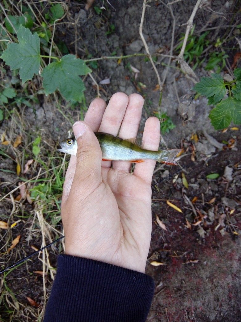 FishOn Offi