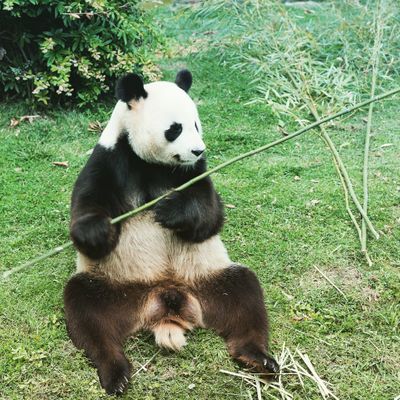 Panda Tonique