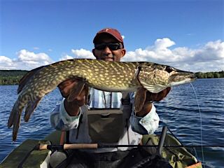 Seabass Dp