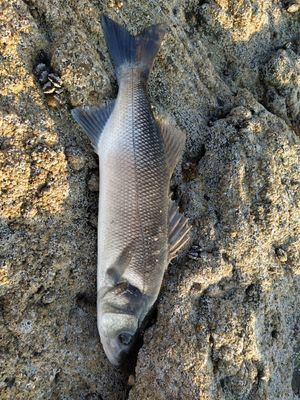 Ben Sar