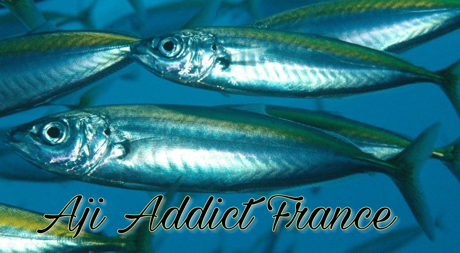 Team 13 AjiAddictFrance
