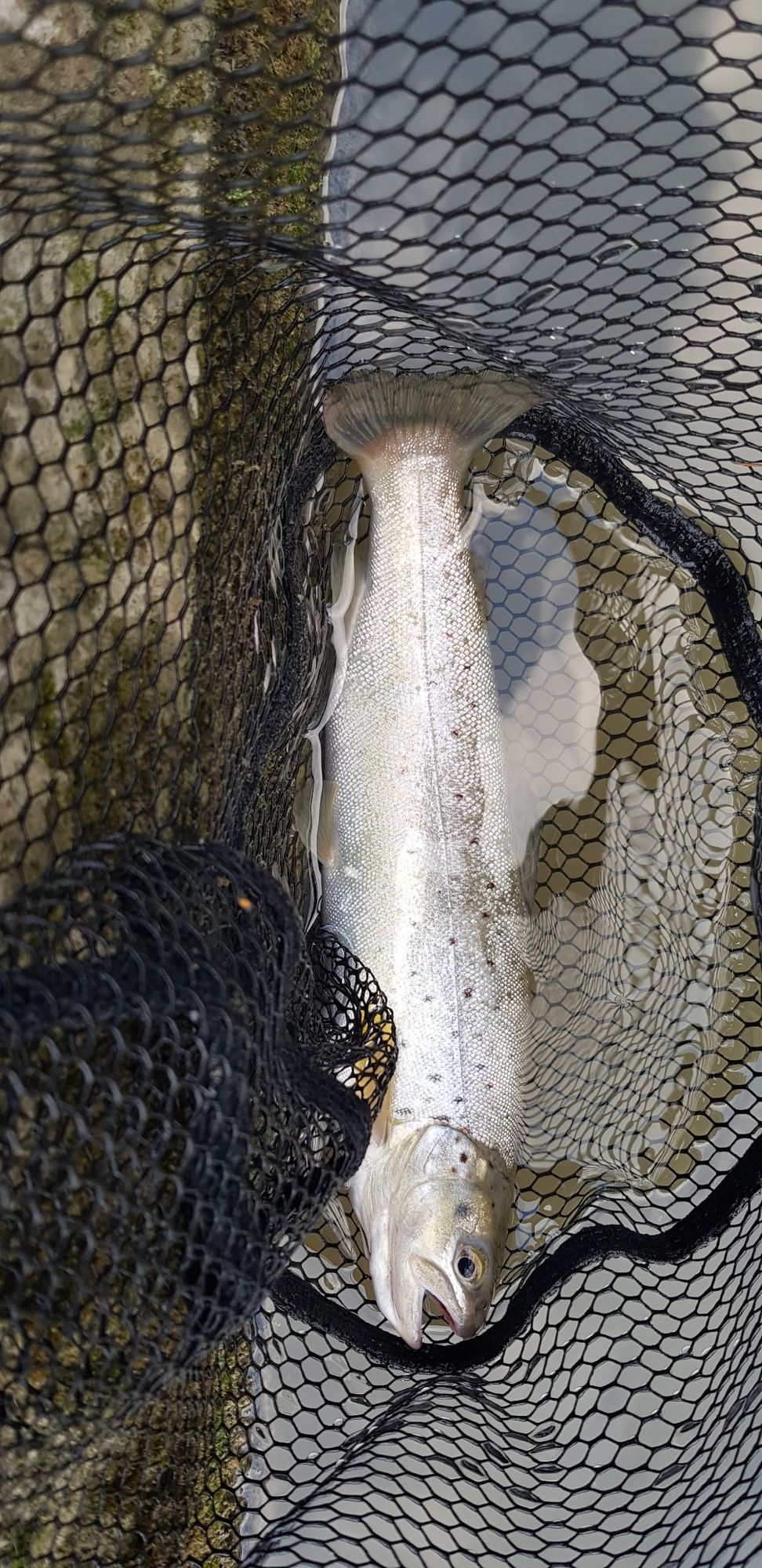 sylblue Fishing