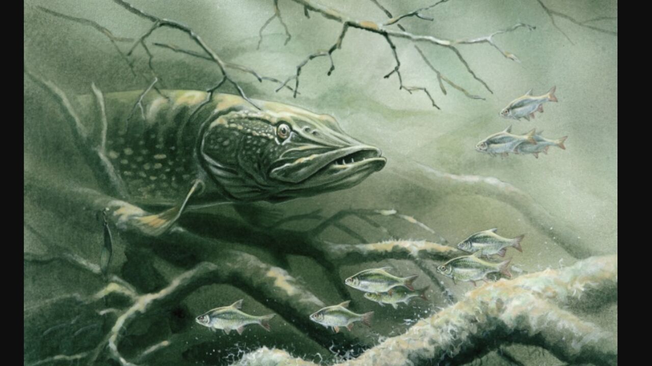 Dams Fishing Nokill