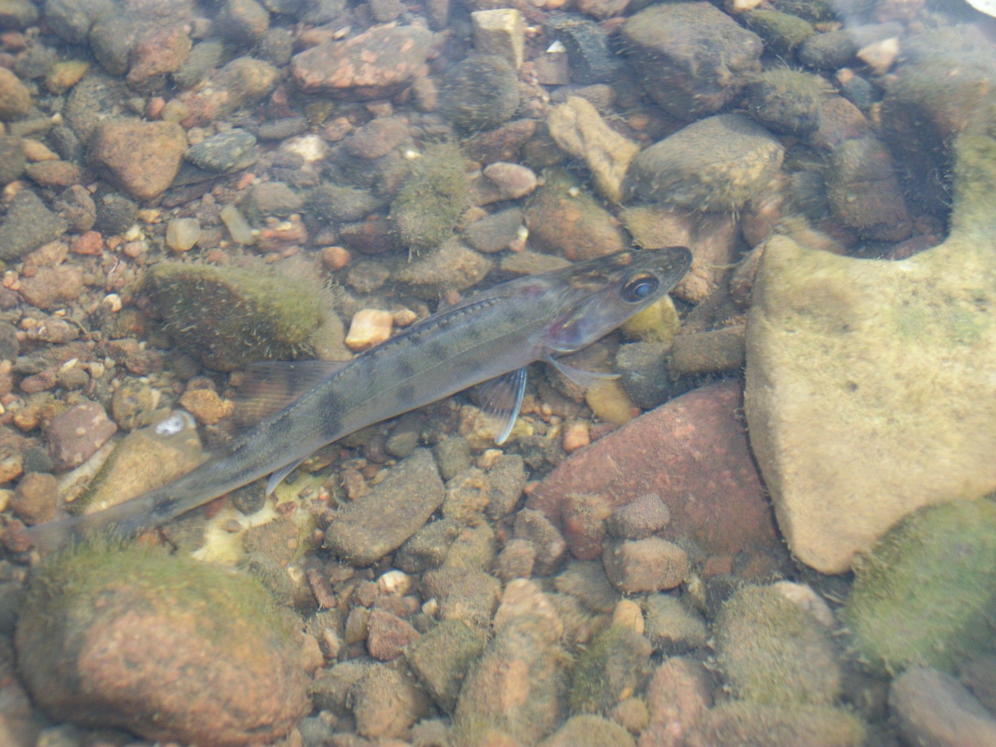 Kr Fish
