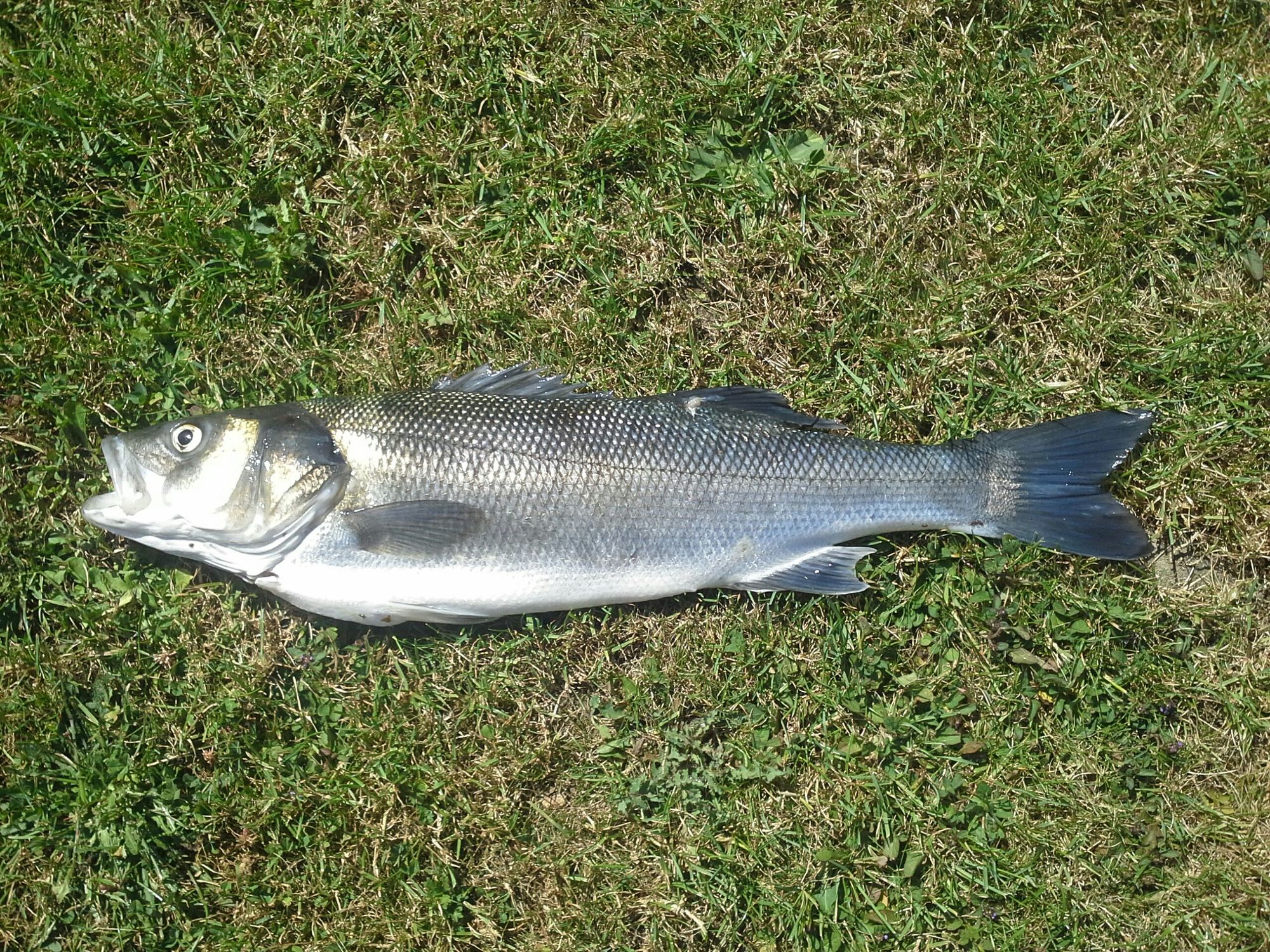 Le Breizh Fisher