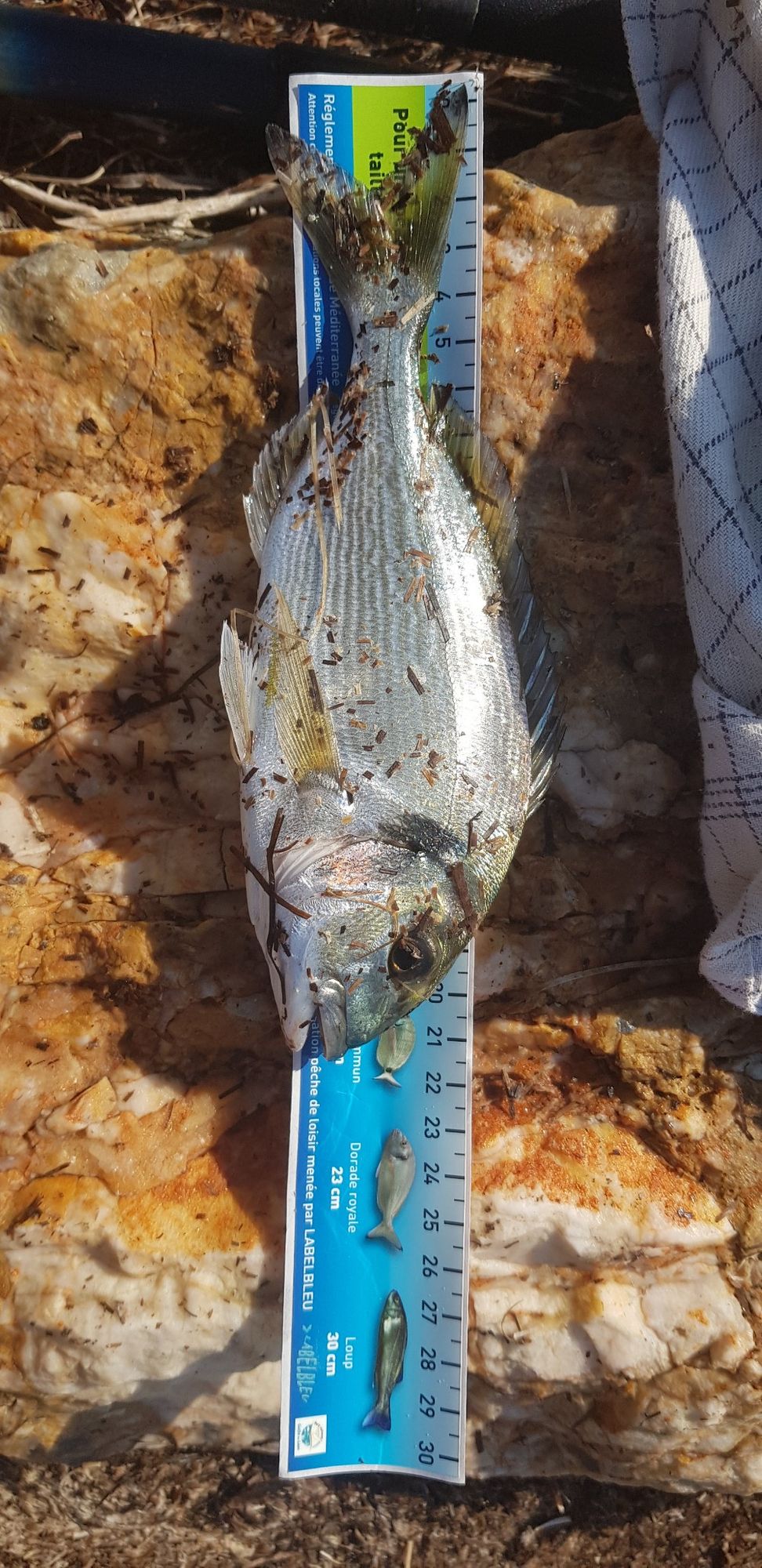 Jeremy Dubois