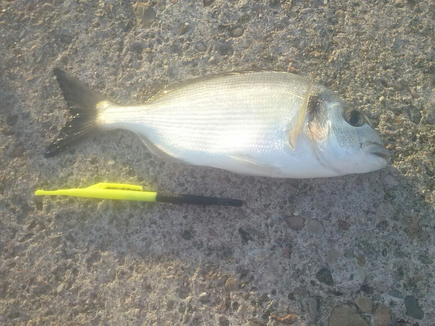 Lou Pescadou 83
