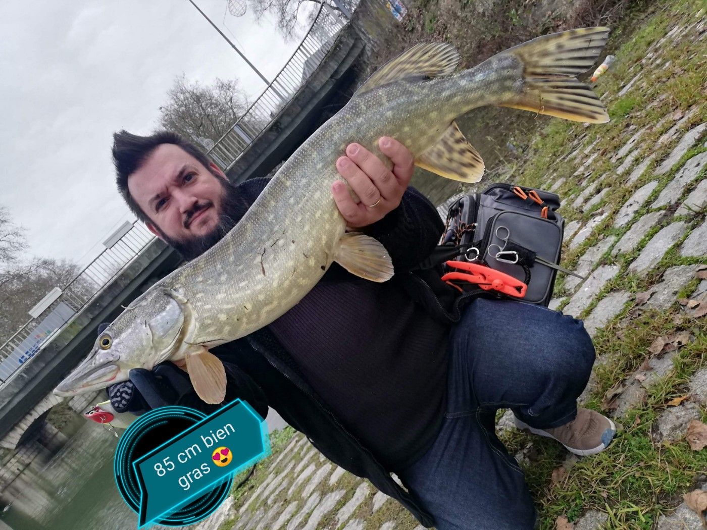 fish-fighting18 familly