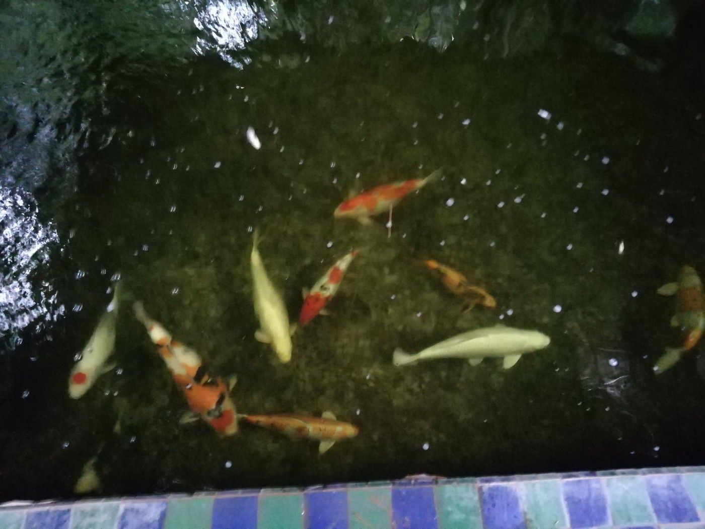 Fish Andfun