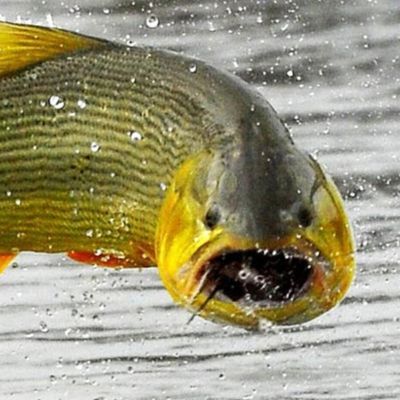 Pepito Fierro