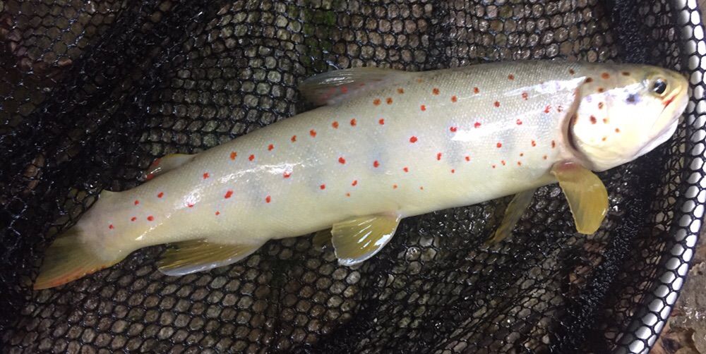 Alpes Fishing
