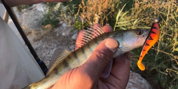 amans fishing