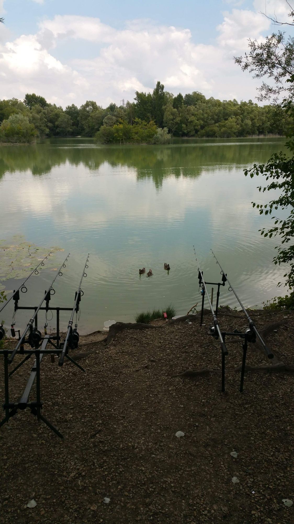 Romain Carpfishing