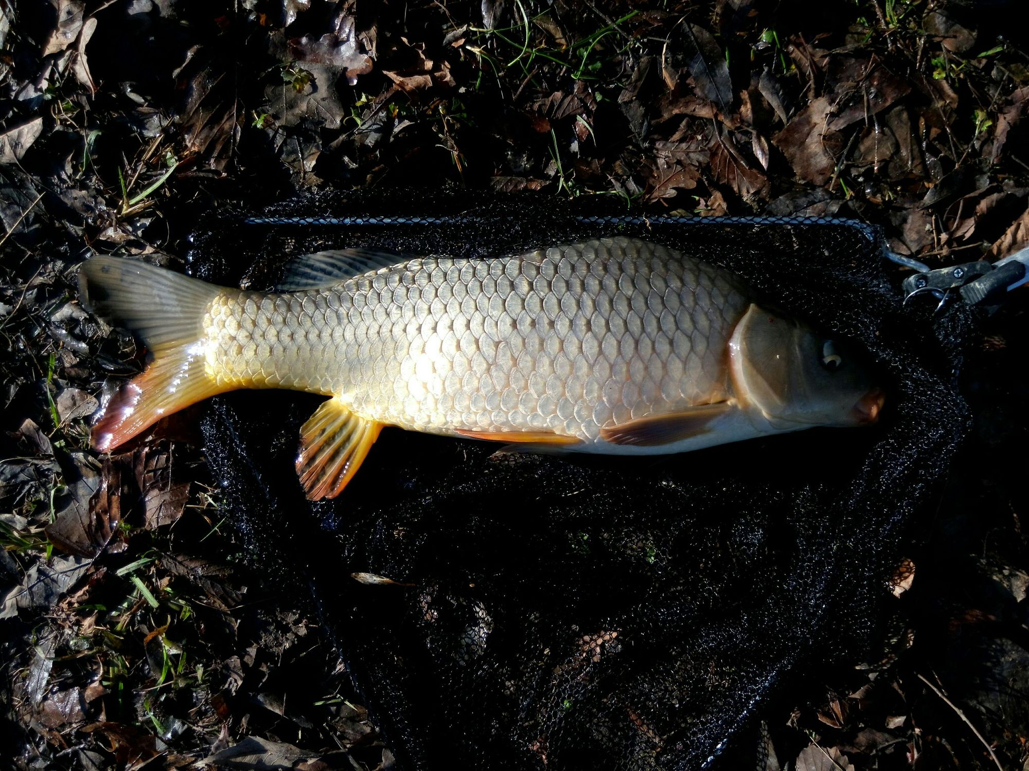 Dorian Fishing