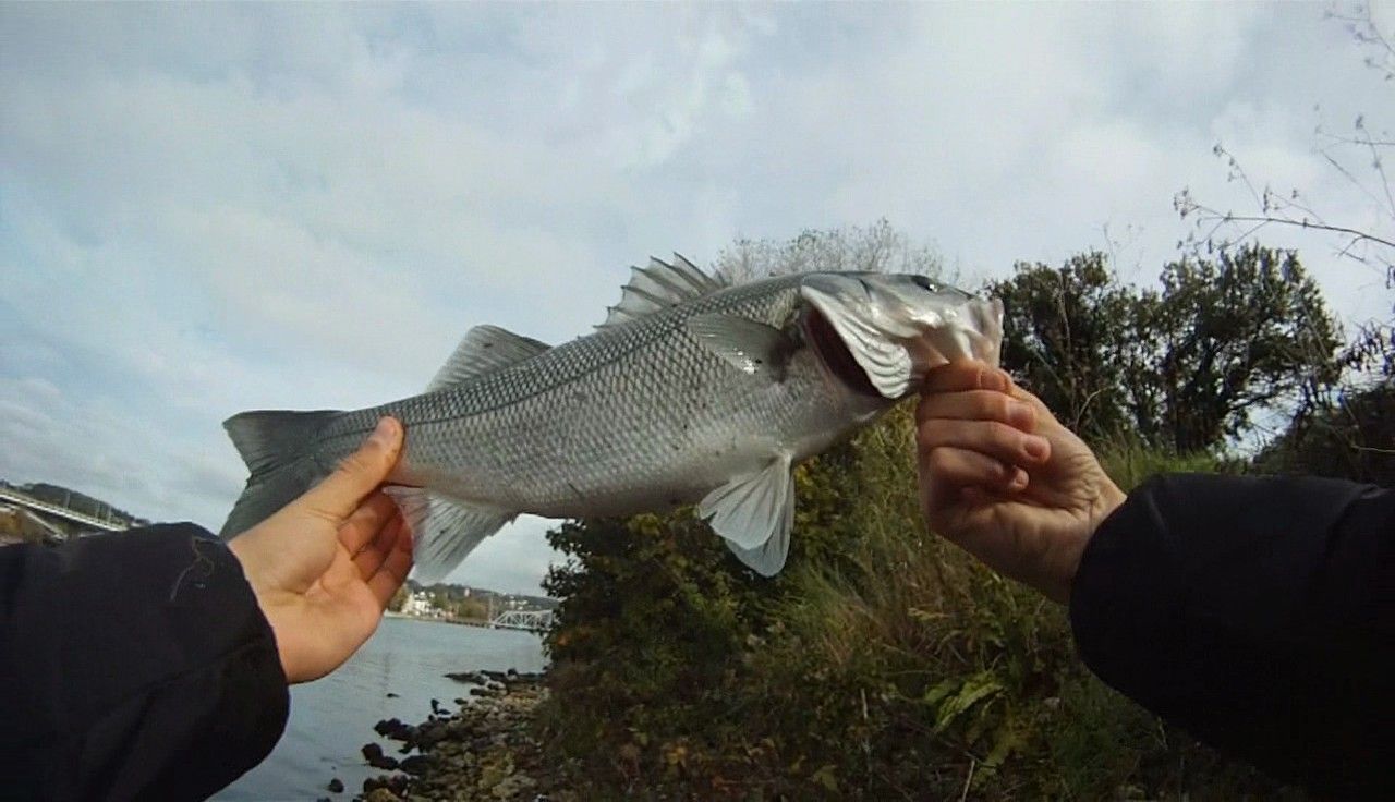Univers Fishing (Jérémy Lepiller)