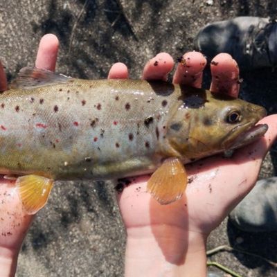 Trout addict 69