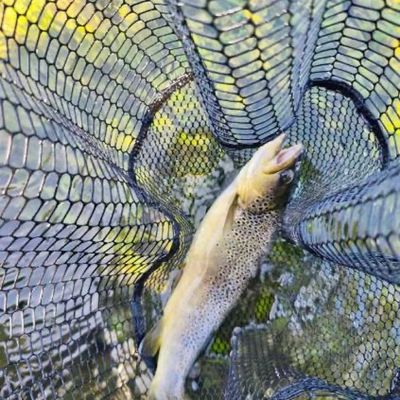 Fisher flow ´