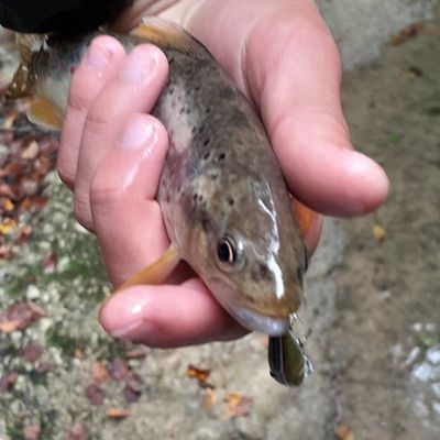Marius🐟🎣 crossing the streams Marius🐟🎣 crossing the streams